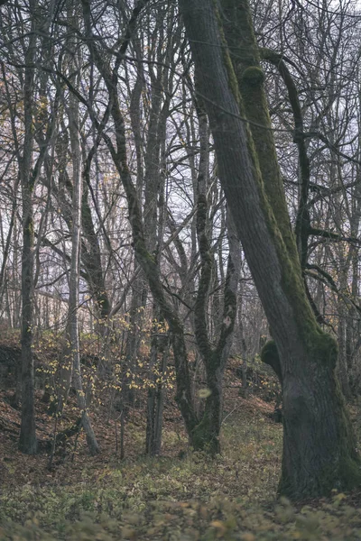 Árvores Solitárias Com Folhas Coloridas Últimas Ramos Pouco Antes Inverno — Fotografia de Stock