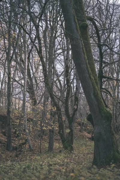 Arbres Solitaires Avec Dernières Feuilles Colorées Dans Les Branches Peu — Photo