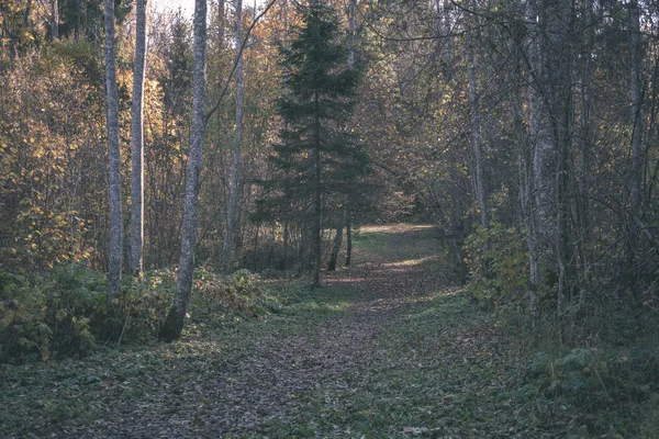 Пустая Проселочная Дорога Осенью Покрыта Желтыми Листьями Парке Между Стволами — стоковое фото