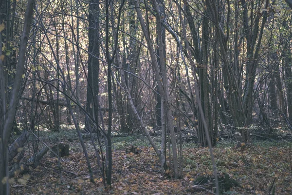 Szlak Turystyczny Naturalne Lesie Późną Jesienią Niektórych Kolorowych Liści Jasne — Zdjęcie stockowe