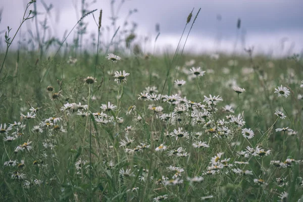 Prato Verde Estivo Con Motivo Astratto Erba Fiori Giornata Sole — Foto Stock