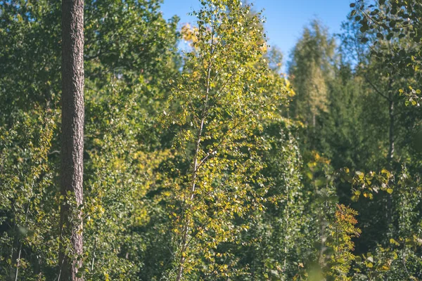 Albero Colorato Foglie Modello Lussureggiante Nella Foresta Con Rami Luce — Foto Stock