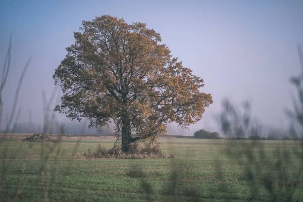 在深秋空旷的田野中央的孤独的秋树 复古的老电影造型 — 图库照片