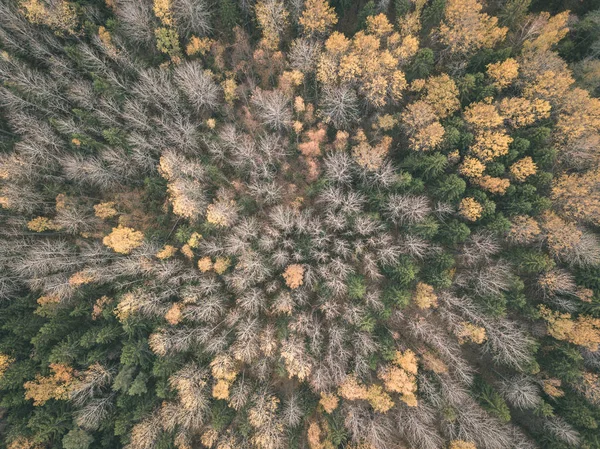 无人机图像 鸟在秋天与黄色和红色的树木在森林从上面看农村 拉脱维亚 颜色的一天充分秋天 复古老电影外观 — 图库照片