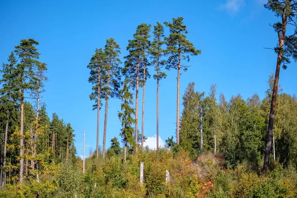 Большие Деревья Голубое Небо Вид Снизу Зеленые Листья Листья — стоковое фото