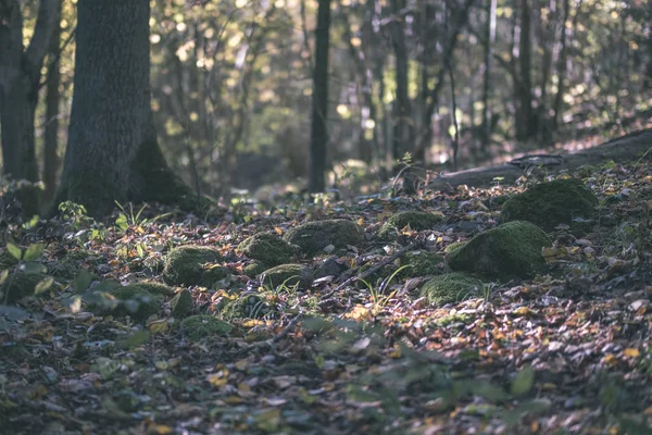 Πεζοπορική Διαδρομή Φθινοπωρινό Δάσος Χρωματιστά Φύλλα Vintage Εμφάνιση Παλιά Ταινία — Φωτογραφία Αρχείου