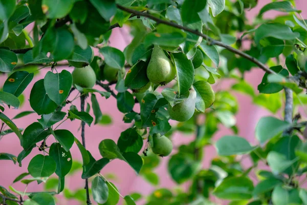 梨の木の枝梨緑夏の日の完全な雨 — ストック写真