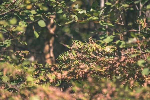 Árvore Colorida Deixa Padrão Exuberante Floresta Com Ramos Luz Solar — Fotografia de Stock