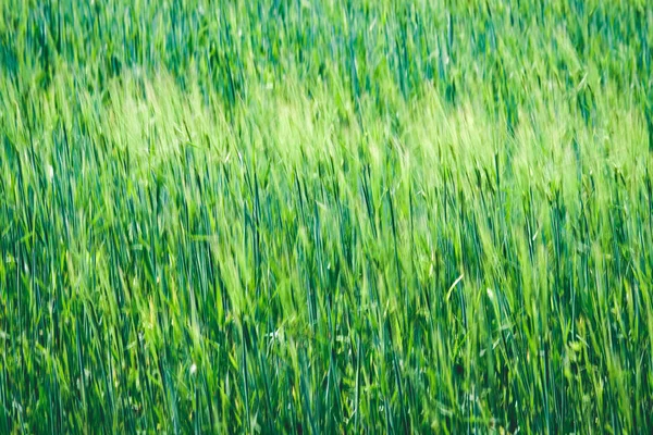 Летний Зеленый Луг Абстрактным Рисунком Травы Цветов Солнечный День Латвии — стоковое фото