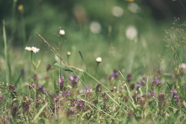 Summer Flower Pattern Green Meadow Blue White Flowers Plants Textured — Stock Photo, Image