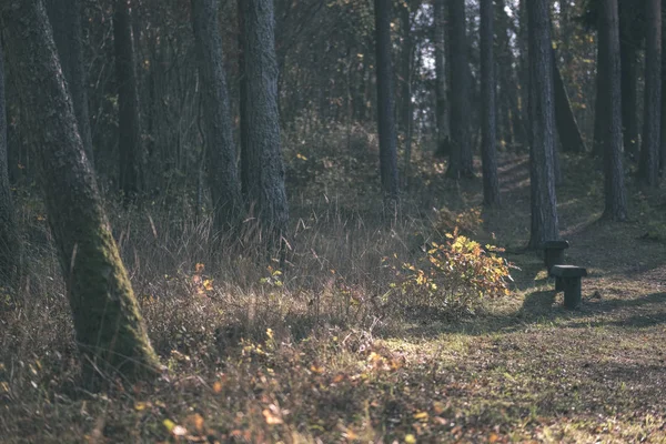 Natural Tourist Trail Woods Late Autumn Some Colored Leaves Bright — Stock Photo, Image