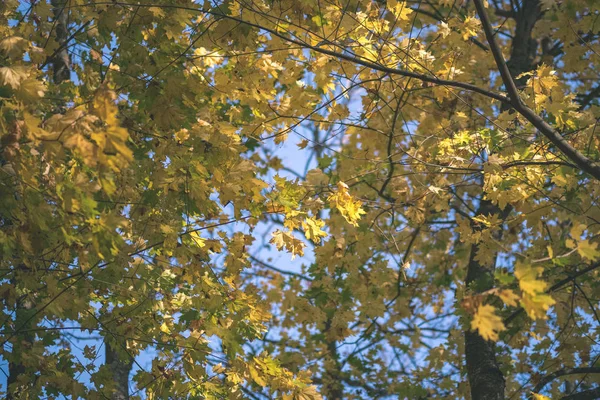 Albero Colorato Foglie Modello Lussureggiante Nella Foresta Con Rami Luce — Foto Stock