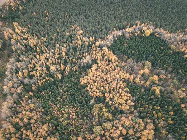 drone image. aerial view of rural area in autumn with yellow and red colored trees in forest from above. latvia, day of colorfull fall - vintage old film look