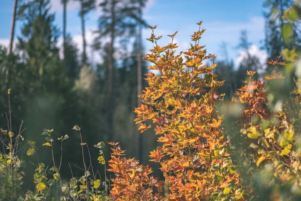 Colored Tree Leaves Lush Pattern Forest Branches Sunlight Early Autumn — Stock Photo, Image