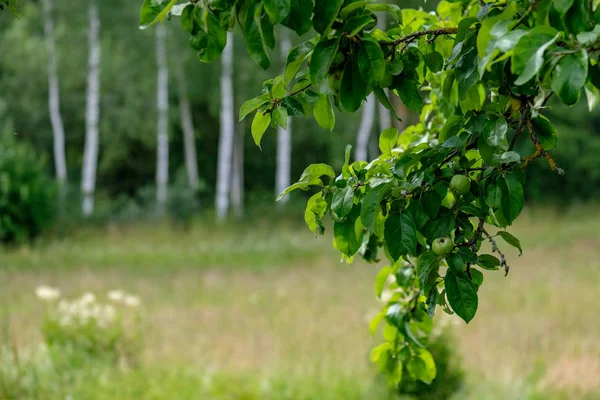Ветви Яблони Полны Зеленых Яблок Зеленый Летний День Дождем — стоковое фото