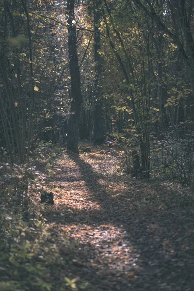 いくつかの紅葉と明るい空 ヴィンテージの古いフィルムの外観と晩秋の森の中で自然の観光トレイル — ストック写真