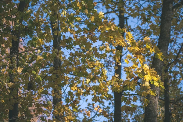 Árvore Colorida Deixa Padrão Exuberante Floresta Com Ramos Luz Solar — Fotografia de Stock