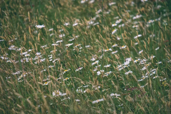 Zbliżenie Kwiatów Pięknej Daisy Zielony Łąka — Zdjęcie stockowe