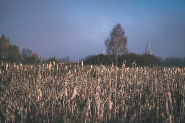 Trawa Wygięte Natura Streszczenie Tekstura Rozmycie Tła Kolory Jesieni Starodawny — Zdjęcie stockowe