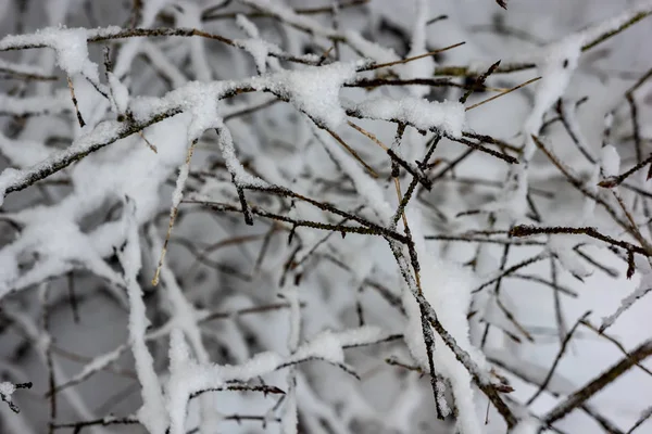 日没前に夜遅くに雪で冬の野生の森 — ストック写真