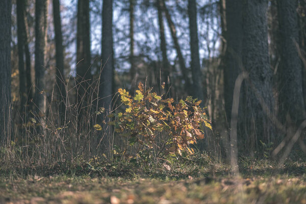 natural tourist trail in woods in late autumn with some colored leaves and bright sky - vintage old film look