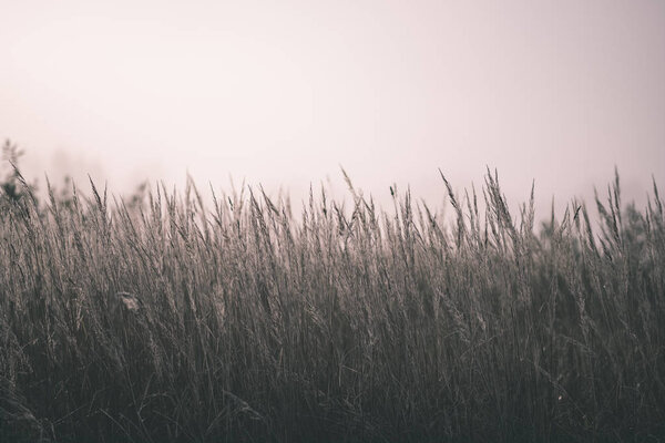 beautiful grass bents in autumn mist at countryside with shallow depth of field. foggy background - vintage old film look