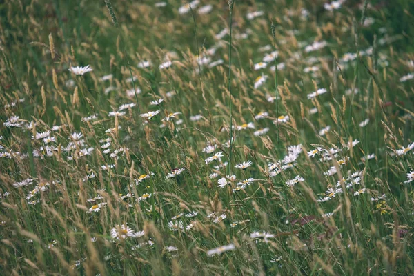 緑の草原の美しいヒナギクの花のクローズ アップ撮影 — ストック写真
