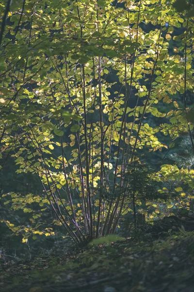 Árvore Colorida Deixa Padrão Exuberante Floresta Com Ramos Luz Solar — Fotografia de Stock