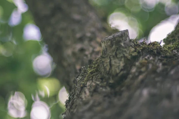 年齢線自然環境の中で壊れている倒木の乾燥木トランクのクローズ アップ ビュー — ストック写真