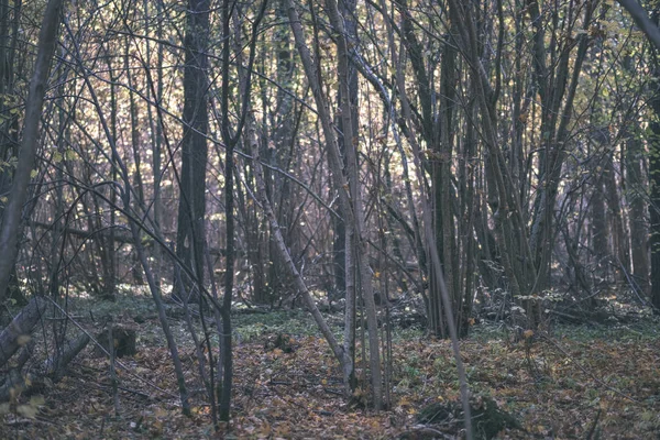 Naturliga Turiststråken Skogen Senhösten Med Några Färgade Blad Och Ljusa — Stockfoto