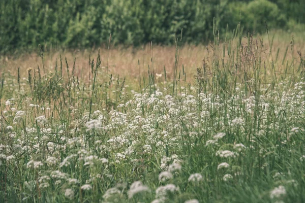 Primo Piano Bellissimi Fiori Nel Prato Verde — Foto Stock