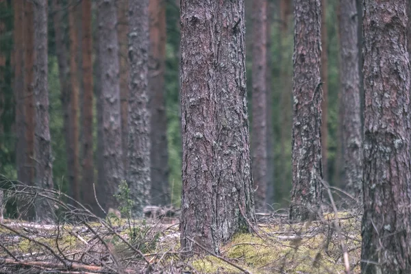 Çam Ağacı Orman Sonbaharda Kuru Doku Ağaç Gövdeleri Üzerinden Nazik — Stok fotoğraf