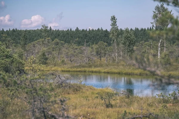 Schöne Sumpflandschaft Mit Wasserteichen Und Kleinen Kiefern Bei Hellem Tag — Stockfoto