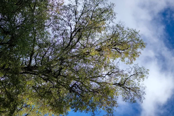 Duże Drzewa Przeciw Błękitne Niebo Widok Dołu Zielone Liście Liści — Zdjęcie stockowe