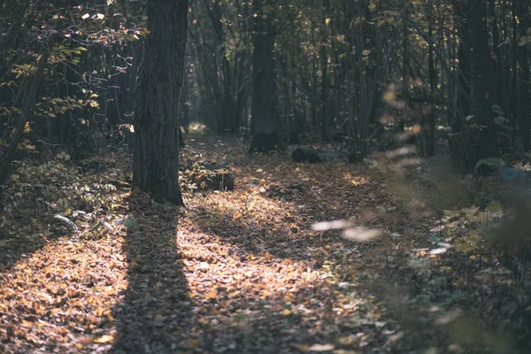 Natuurlijke Toeristische Route Bossen Late Herfst Met Sommige Gekleurde Bladeren — Stockfoto