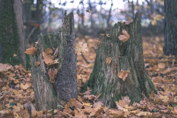 Sendero Turístico Natural Los Bosques Finales Otoño Con Algunas Hojas — Foto de Stock