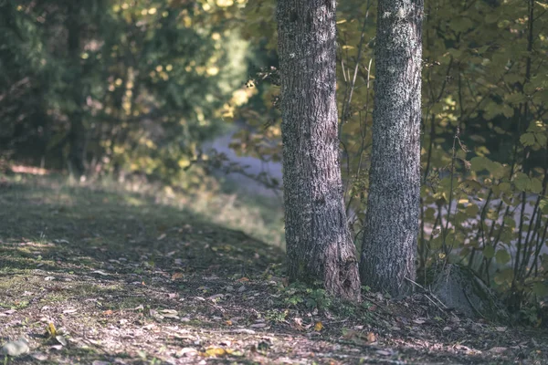 Détails Forêt Fin Automne Campagne Avec Troncs Arbres Feuilles Colorées — Photo