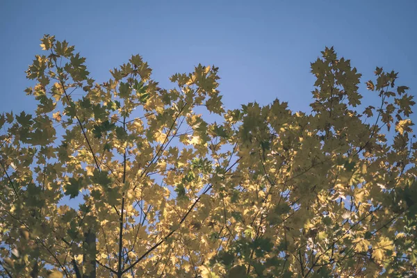 Αφηρημένα Φόντο Μοτίβο Κίτρινο Φθινοπωρινό Δέντρο Φύλλα Ζεστά Χρώματα Vintage — Φωτογραφία Αρχείου