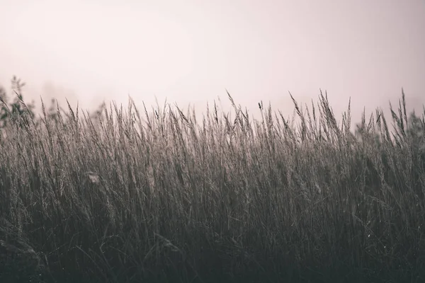 フィールドの浅い深さで田舎で秋の霧で美しい草 Bents 霧の背景 ヴィンテージの古いフィルムの外観 — ストック写真