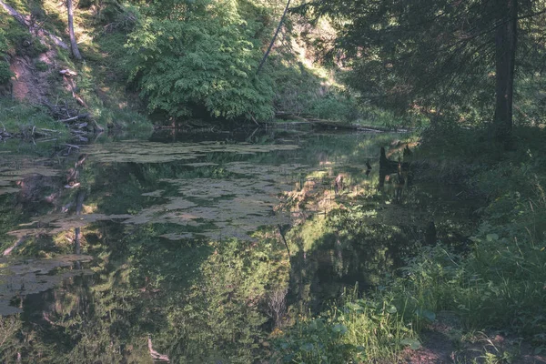 Piękny Spokojny Rzeki Gauja Odbicia Drzew Wodzie Letni Dzień Lesie — Zdjęcie stockowe