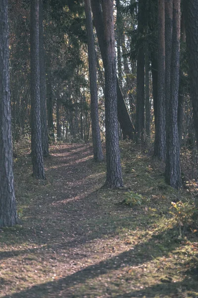 Naturlehrpfad Wald Spätherbst Mit Einigen Bunten Blättern Und Hellem Himmel — Stockfoto