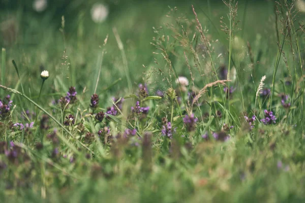 Nahaufnahme Von Gänseblümchen Auf Der Wiese Sommer — Stockfoto