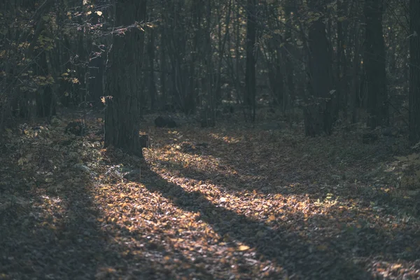 Sendero Turístico Natural Los Bosques Finales Otoño Con Algunas Hojas —  Fotos de Stock