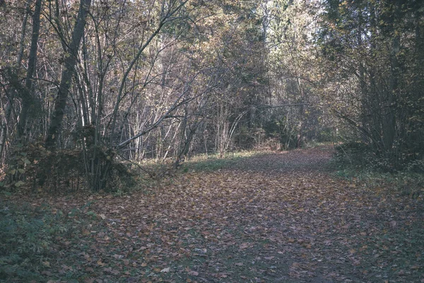 Άδειο Επαρχιακό Δρόμο Φθινόπωρο Που Καλύπτονται Από Κίτρινα Φύλλα Στο — Φωτογραφία Αρχείου