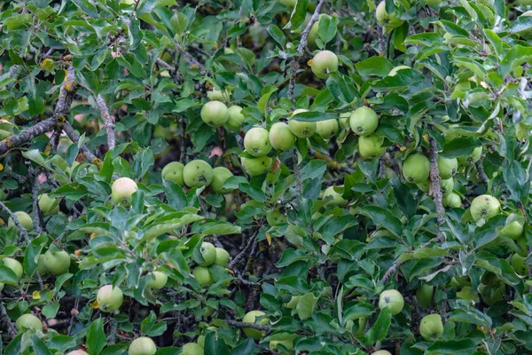 Gałęzie Drzewa Jabłko Pełne Zielone Jabłka Zielony Letni Dzień Deszczem — Zdjęcie stockowe