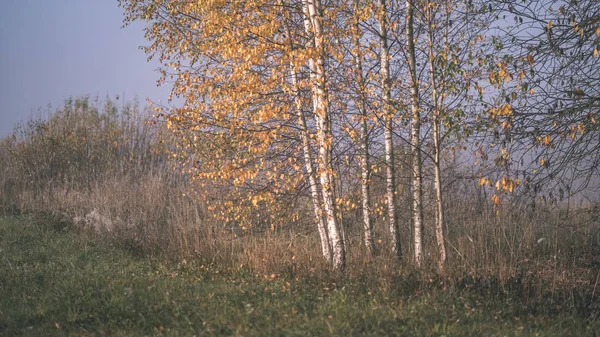 赏心悦目的感官或心灵审美孤独的秋天的树木隐藏在秋天的草地上的薄雾 复古的老电影看 — 图库照片