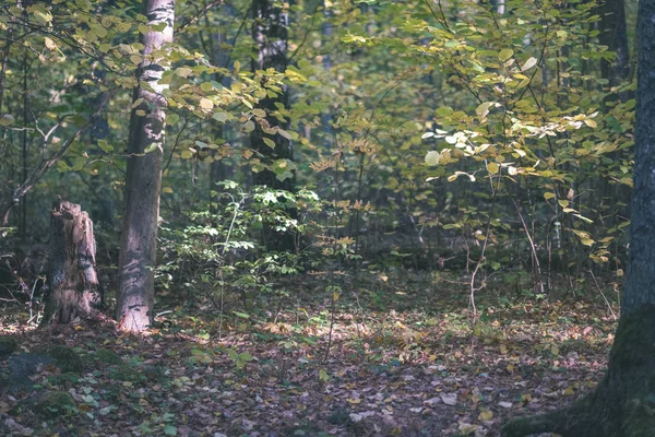 Björken Lummiga Färgglada Hösten Skogen Med Trädstammar Och Blad Olika — Stockfoto