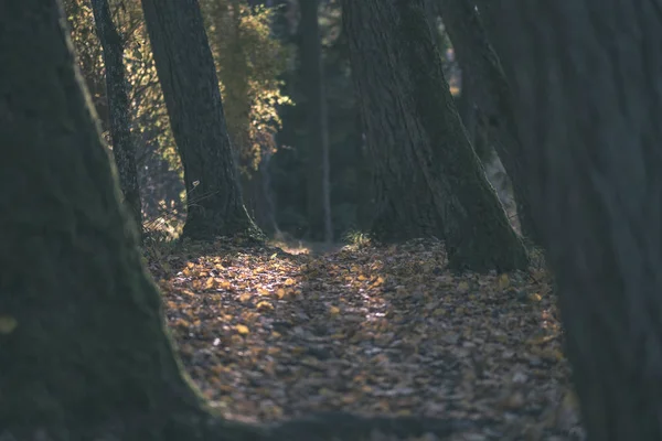 Sendero Turístico Natural Los Bosques Finales Otoño Con Algunas Hojas — Foto de Stock