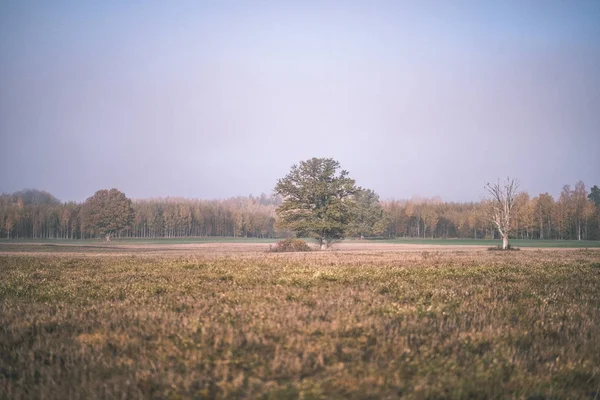 Puste Pole Późną Jesienią Barwach Jesieni Brązowy Spojrzenie Starodawny Stary — Zdjęcie stockowe