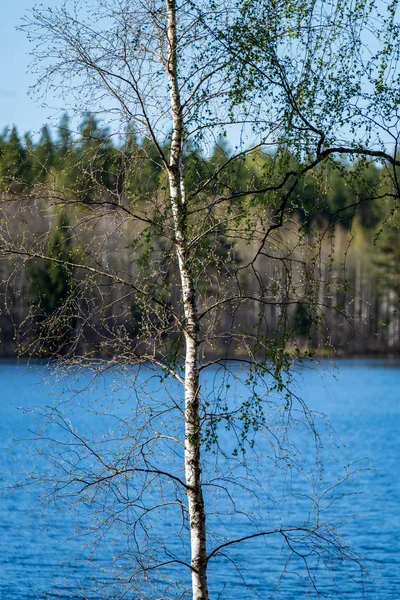 Lake Shore Distinct Trees Green Summer — Stock Photo, Image